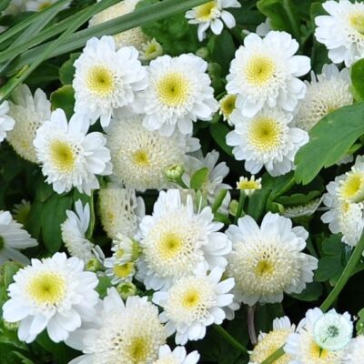 Hạt Giống Cúc Tana Lùn Kép Cuộn Star