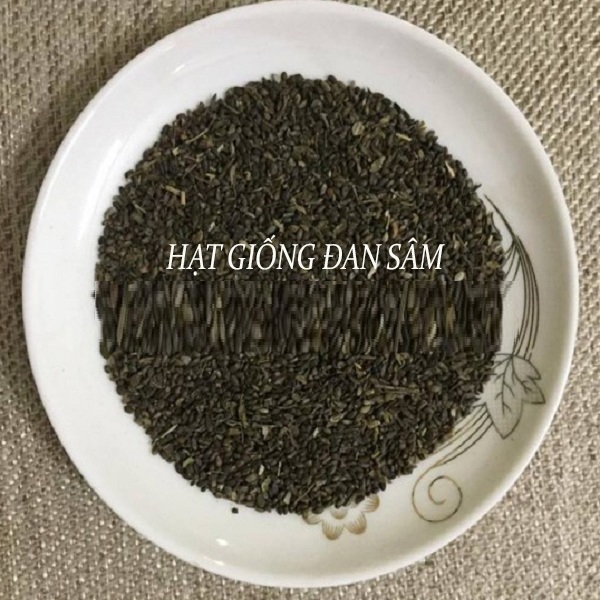 Hạt Giống cây đan sâm ( Huyết Sâm - Salvia miltiorrhiza) ) - 1kg