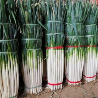 Hạt Giống Hành Baro Cọng Dài