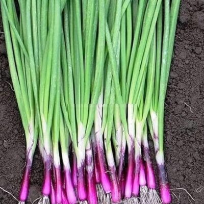 Hạt Giống Hành Hương Gốc Đỏ
