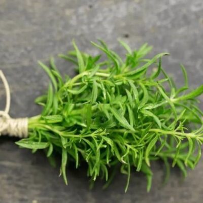Hạt Giống Húng Núi Winter Savory