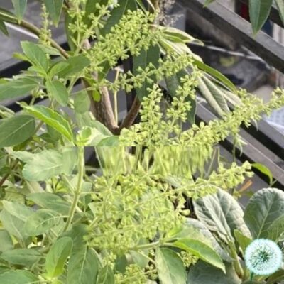 Hạt Giống Hương Nhu Holy Basil (Ocimum tenuiflorum)