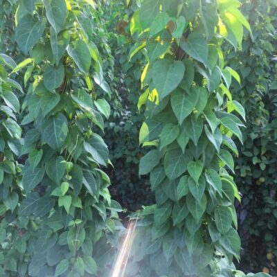 giống cây lá giang nấu canh chua