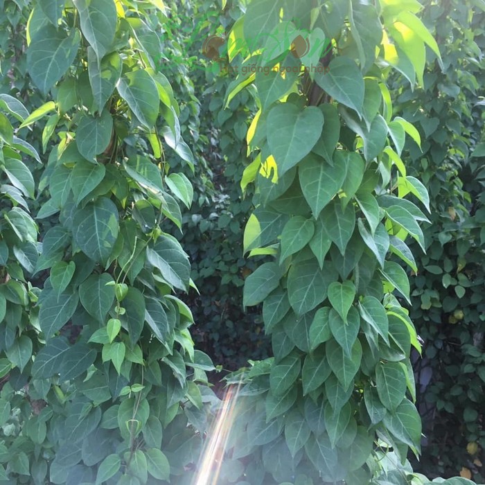 giống cây lá giang nấu canh chua giống cây lá giang nấu canh chua