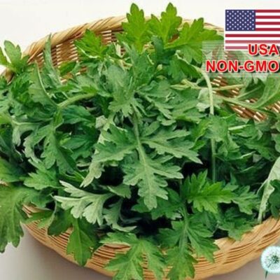 Hạt Giống Ngải Cứu - Mugwort (Artemisia vulgaris)