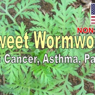 Hạt Giống Ngải Sỉ - Woodworm Trị Sốt Rét (Artemisia annua)1