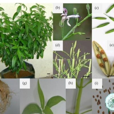 Hạt Giống Cây Xuyên Tâm Liên