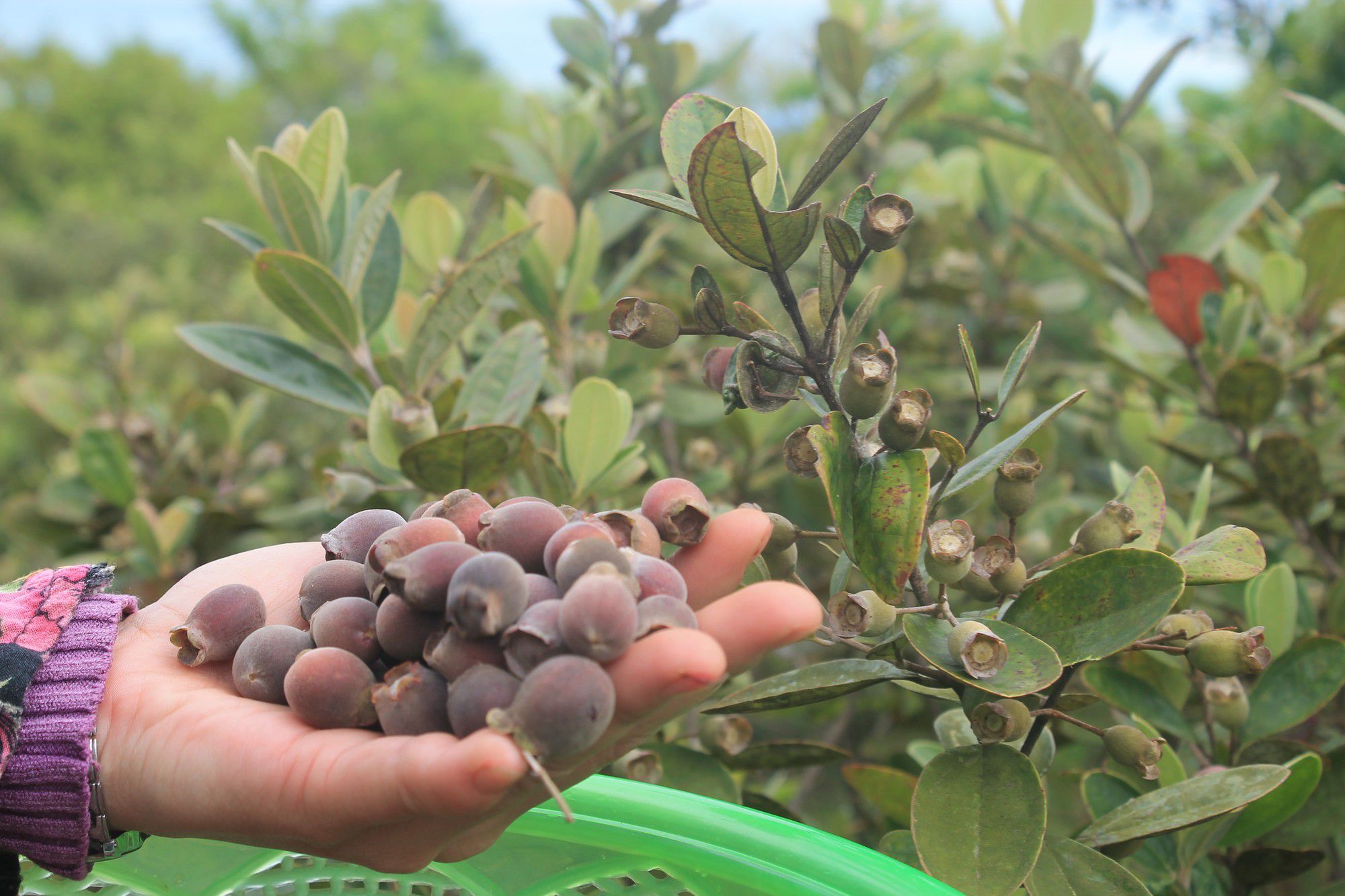 Cây hoa sim rừng Cây hoa sim rừng