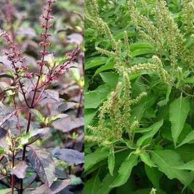 Cây Giống CÂY HƯƠNG NHU