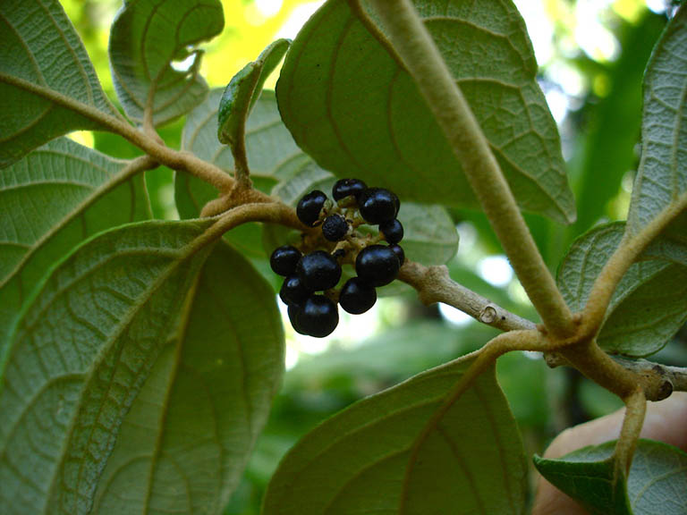 Cây Nàng Nàng (Trứng Ếch, Bọt Ếch - Callicarpa candicans (Burm.f.) Hochr.) chữa mụn nhọt, lở loét Cây Nàng Nàng (Trứng Ếch, Bọt Ếch - Callicarpa candicans (Burm.f.) Hochr.) chữa mụn nhọt, lở loét