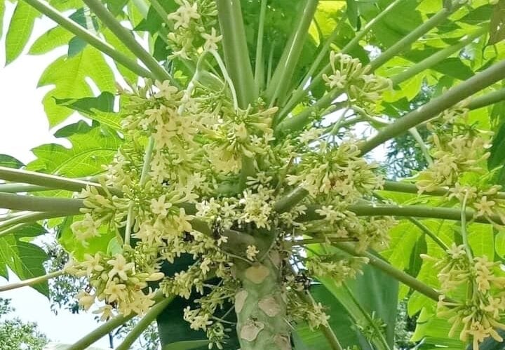 hạt giống cây đu đủ đực (gói 10 hạt) hạt giống cây đu đủ đực (gói 10 hạt)