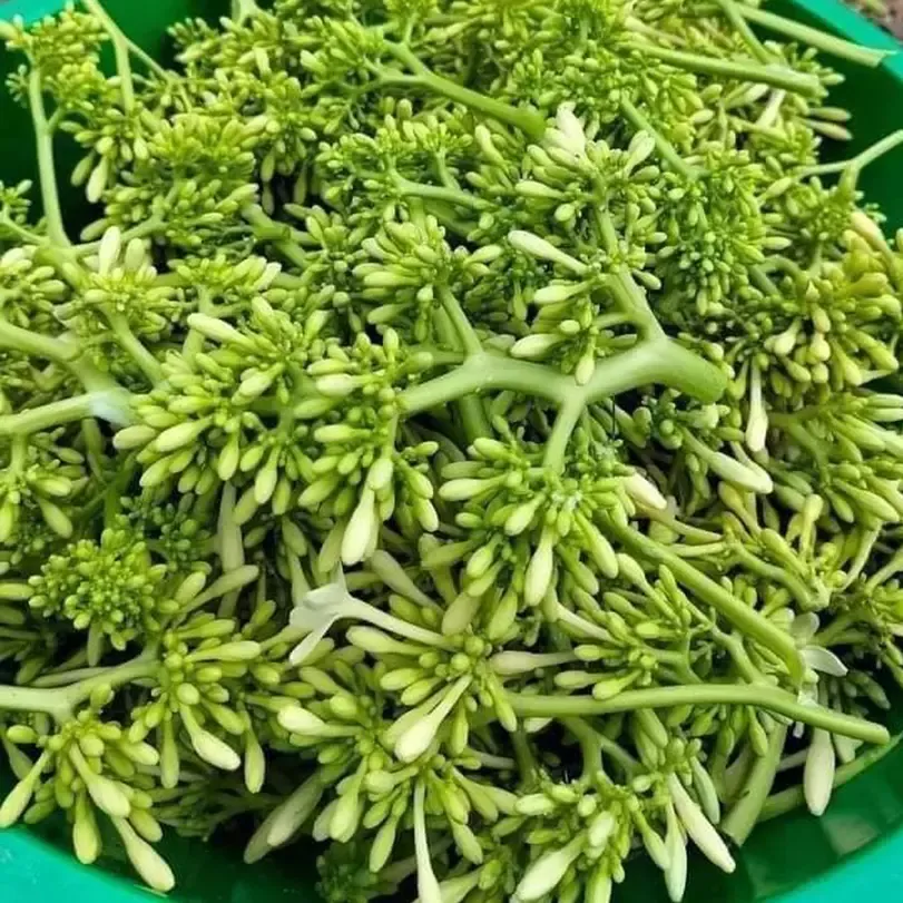 hạt giống cây đu đủ đực (gói 10 hạt) hạt giống cây đu đủ đực (gói 10 hạt)