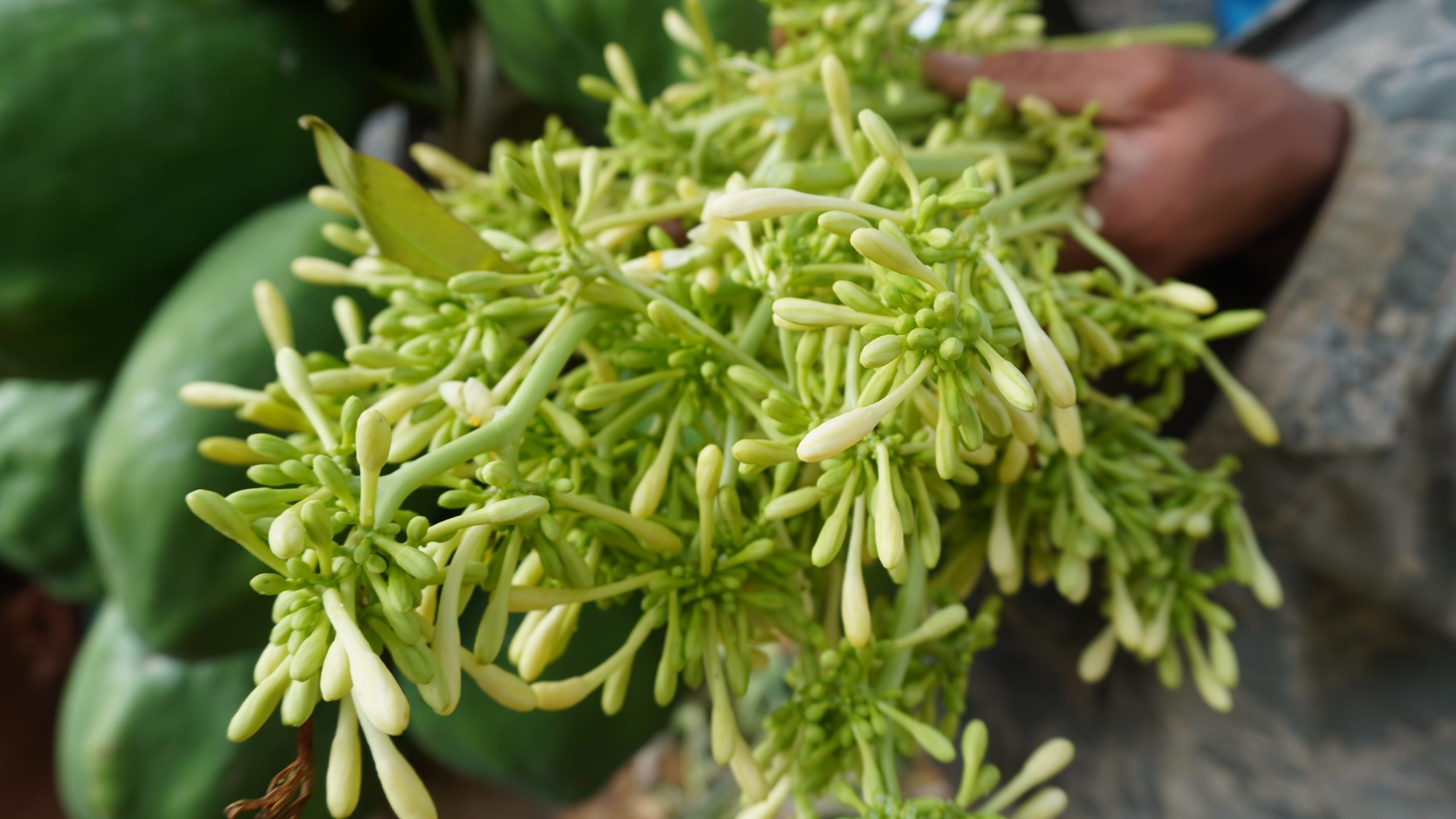 hạt giống cây đu đủ đực (gói 10 hạt) hạt giống cây đu đủ đực (gói 10 hạt)