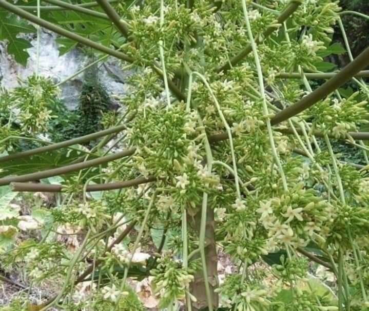 hạt giống cây đu đủ đực (gói 10 hạt) hạt giống cây đu đủ đực (gói 10 hạt)