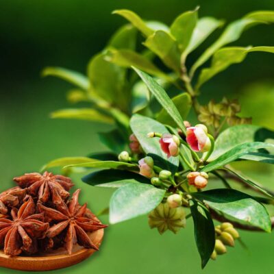 cây giống hoa hồi hương , hoa đại hồi