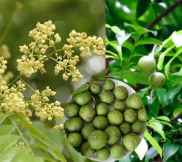 cây sổ bà rừng cây sổ bà rừng