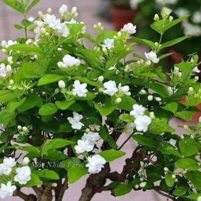 Cây hoa nhài ta cổ