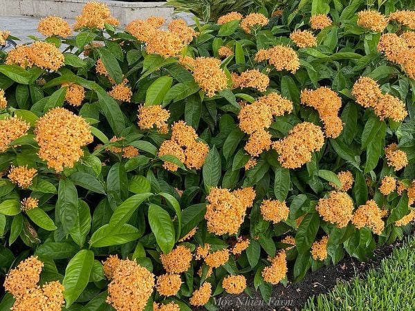 hoa mẫu đơn vàng (hoa trang vàng) hoa mẫu đơn vàng (hoa trang vàng)