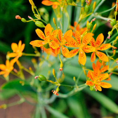 Cây xạ can (Dẻ quạt, Rẻ quạt) chữa ho hiệu quả