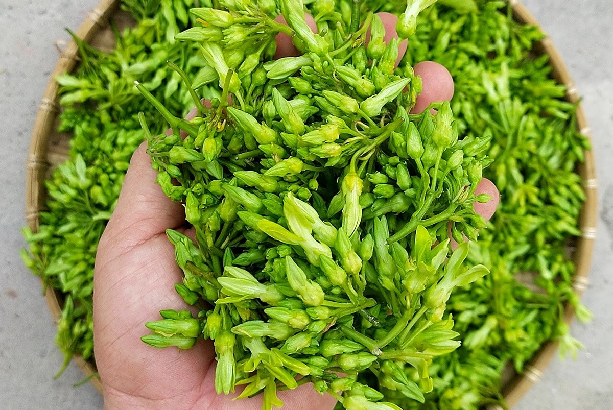 chậu hoa thiên lý siêu hoa size to