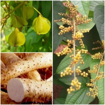 Cây Hoài sơn – Dược liệu quý trong nhà