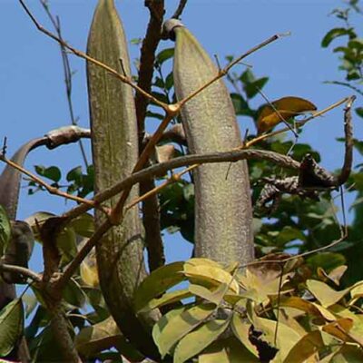 Cây Núc Nác (Vị thuốc hoàng bá nam)