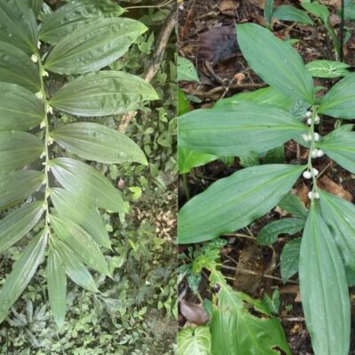 CÂY GIỐNG CÂY HOÀNG TINH TRẮNG