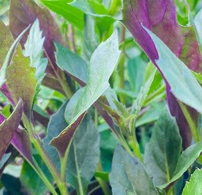 Cây bầu đất tím