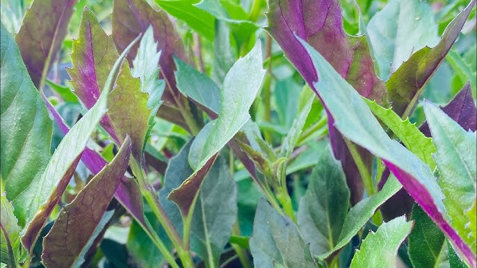 Cây bầu đất tím Cây bầu đất tím