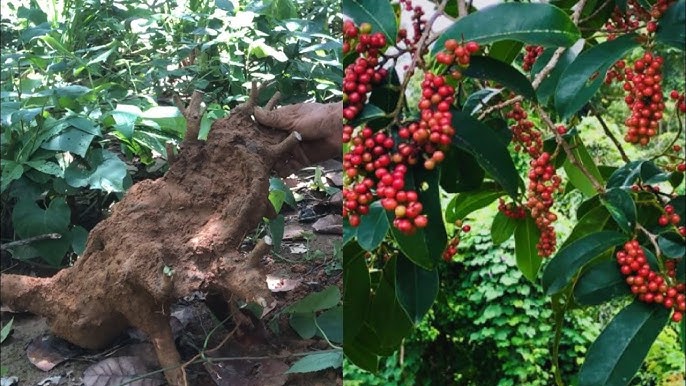 CÂY CHÒI MÒI TRÂU CÂY CHÒI MÒI TRÂU