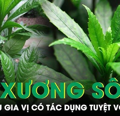cây xương sông