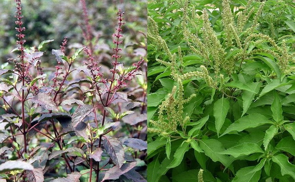 Hạt Giống cây Hương Nhu Ta -1kg