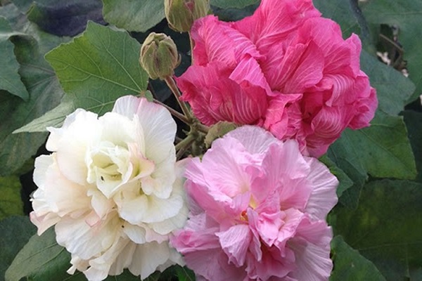 Hoa Phù Dung Hoa Phù Dung