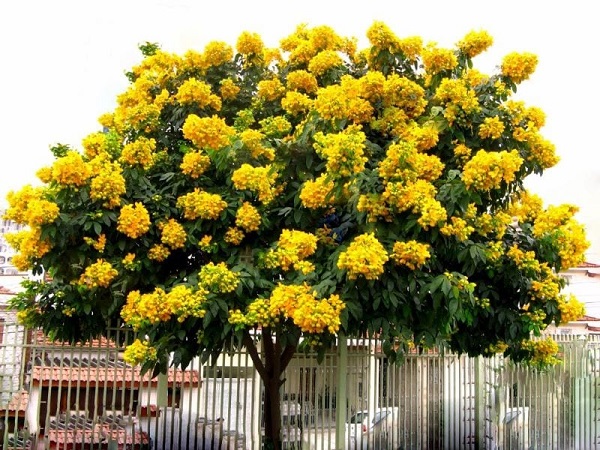 Cây giáng hương Cây giáng hương