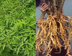 cây đinh lăng ta lá nếp