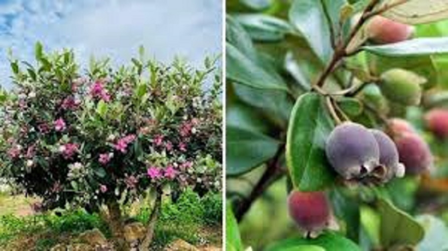 Cây hoa sim rừng Cây hoa sim rừng