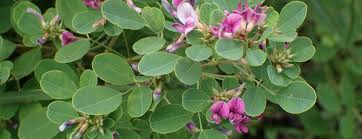 Cây kim tiền thảo (dược liệu) Cây kim tiền thảo (dược liệu)