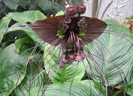 Cây Râu hùm (Tacca chantrieri André) : Vị thuốc trị tê thấp hiệu quả Cây Râu hùm (Tacca chantrieri André) : Vị thuốc trị tê thấp hiệu quả