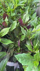 Cây bầu đất tím Cây bầu đất tím