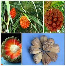 Cây dứa dại Cây dứa dại