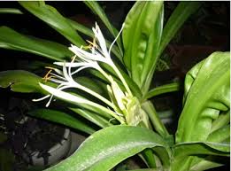 Cây GIỐNG ngải tổ , ngải xoắn