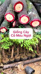 Cây giống Cỏ máu ngọt