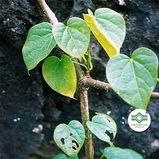 cây dây đau xương