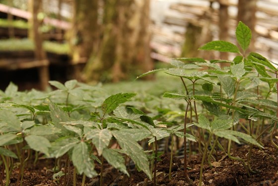 CÂY GIỐNG SÂM NGỌC LINH CÂY GIỐNG SÂM NGỌC LINH