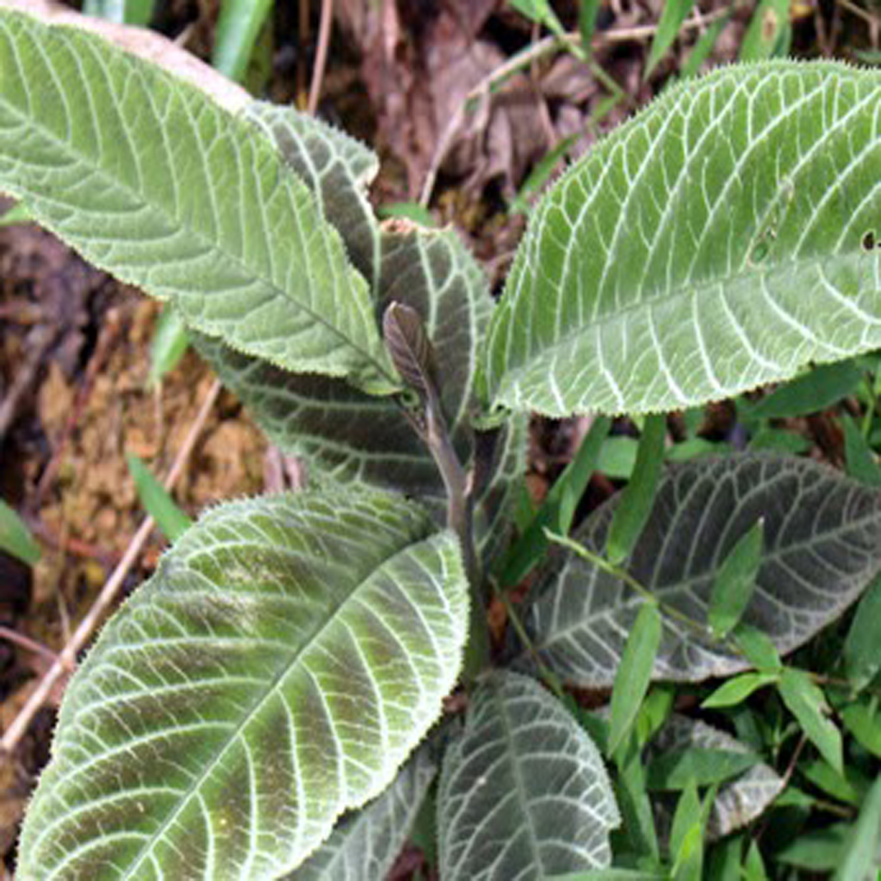 CÂY KHÔI NHUNG CÂY KHÔI NHUNG