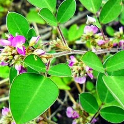 Cây kim tiền thảo (dược liệu)