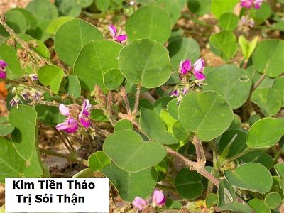 Cây kim tiền thảo (dược liệu) Cây kim tiền thảo (dược liệu)