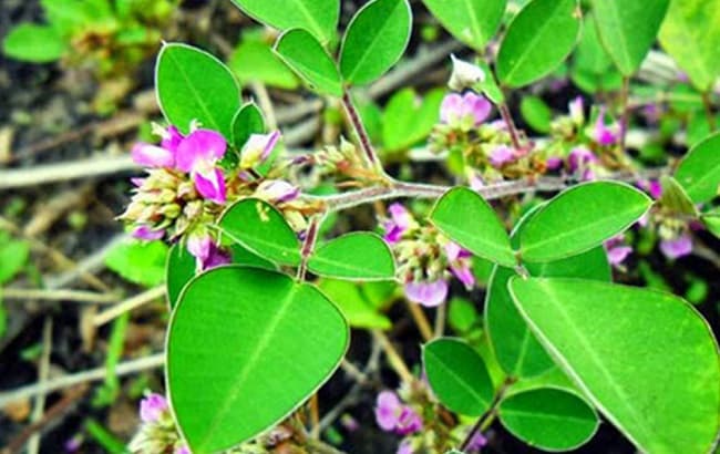 Cây kim tiền thảo (dược liệu) Cây kim tiền thảo (dược liệu)