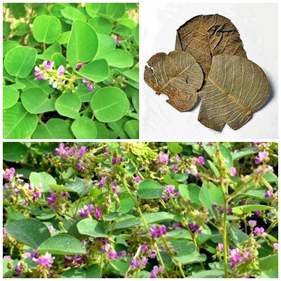 Cây kim tiền thảo (dược liệu) Cây kim tiền thảo (dược liệu)