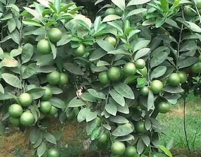 Cây giống chanh tứ quý quả chùm